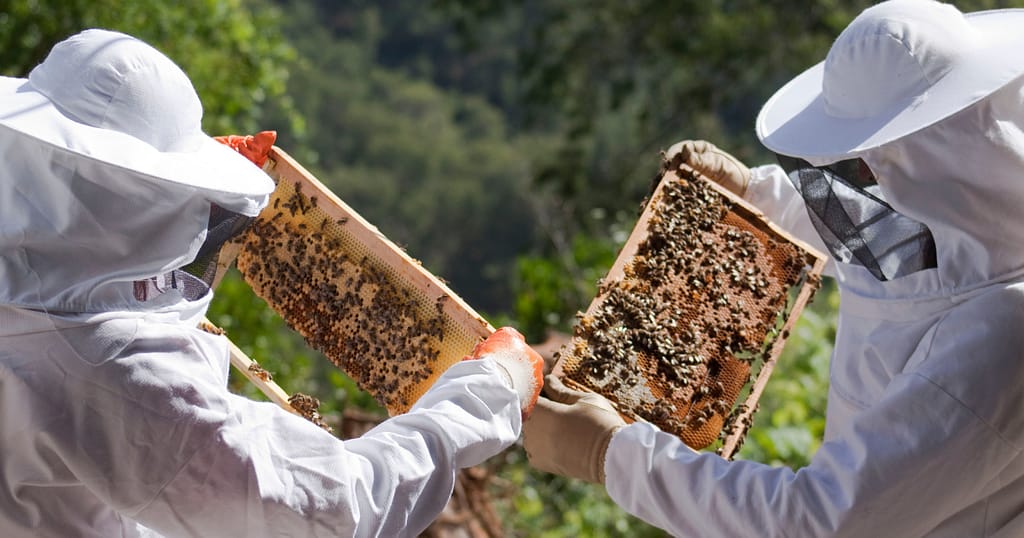 Profitable Niche Ideas- Picture of Beekeeping is a Profitable Blog Niche