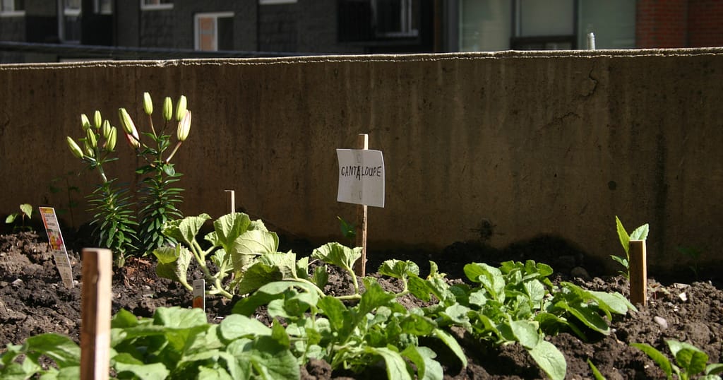 Profitable Niche Ideas- Picture of Urban Gardening is a Profitable Blog Niche